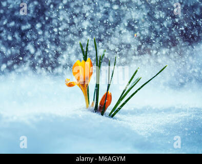 Cartolina con festosa di colore giallo brillante snowdrop fiori di crochi crescere in primavera nel parco durante la nevicata Foto Stock