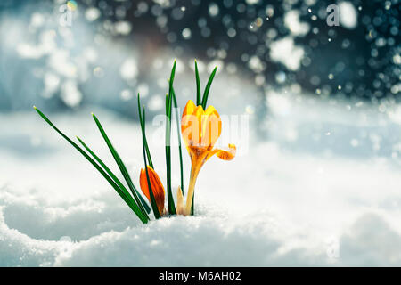 Festosa di colore giallo brillante fiori bucaneve crochi fanno la loro strada su una soleggiata giornata di primavera sotto il freddo bianco della neve Foto Stock