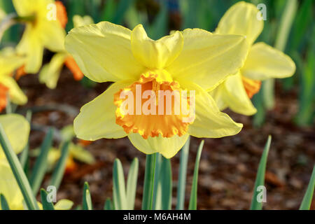 Daffodil (Narcissus sp.) in fiore. Foto Stock