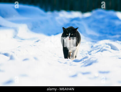 Bel gatto passeggiate in bianco neve soffice nel cantiere di inverno Foto Stock