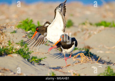 Pied oystercatcher (Haematopus longirostris) coniugata sulle dune di sabbia durante la stagione di riproduzione Foto Stock