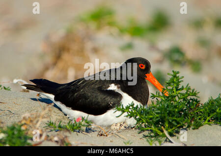 Pied oystercatcher (Haematopus longirostris) seduta sulle uova nel raschiare nido su foredunes. Shoalwater Islands Marine Park Foto Stock