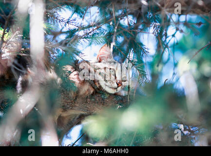 Funny tabby cat pacificamente in agguato in abete rosso alta tra i rami verde Foto Stock