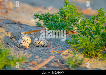 Uova di Pied oystercatcher (Haematopus longirostris) prevista nel raschiare nidificano sulle dune di sabbia, Shoalwater Islands Marine Park Foto Stock