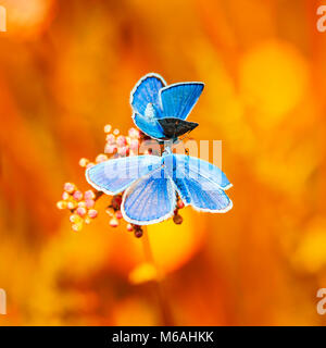 Due piccole farfalle blu seduti sul luminoso giallo sole prato Foto Stock