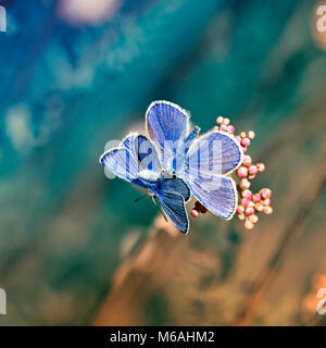 Due piccoli blu bellissime farfalle di sedersi su un fiore di una luminosa estate prato soleggiato Foto Stock