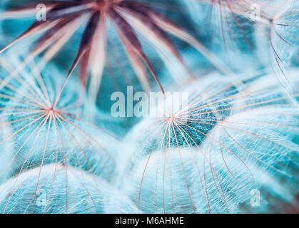 Due piccoli blu bellissime farfalle di sedersi su un fiore di una luminosa estate prato soleggiato Foto Stock