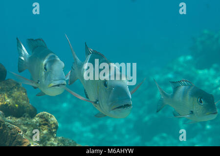 Tre Humpnose big-eye orate (Monotaxis grandoculis) sono in cerca di me, Bali, Indonesia Foto Stock