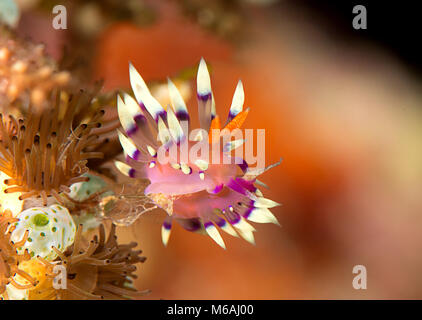 Tanto desiderata flabellina o desiderabile flabellina ( Flabellina exoptata ) strisciando sulla barriera corallina di Bali, Indonesia Foto Stock