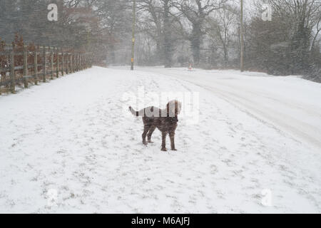 Marrone cioccolato cane labradoodle nella neve, Medstead, Hampshire, Inghilterra, Regno Unito. Foto Stock