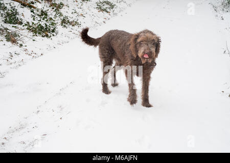 Marrone cioccolato cane labradoodle nella neve, Medstead, Hampshire, Inghilterra, Regno Unito. Foto Stock