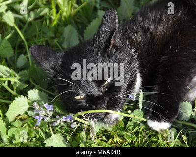 Cat euforico dall odore di erba gatta Foto Stock