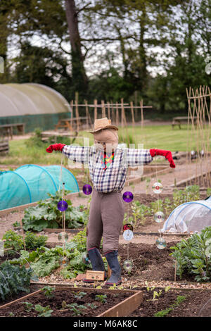Home reso spaventapasseri proteggendo la nuova molla ortaggi in allotment gardens Foto Stock