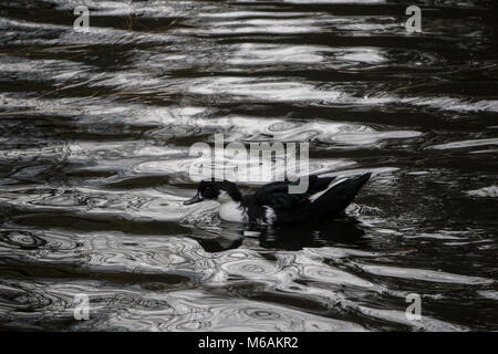 Black Duck svedese floating attraverso un laghetto Foto Stock