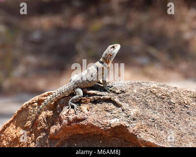 Madagascan acciuffato iguana Oplurus cuvieri nel suo ambiente naturale Foto Stock