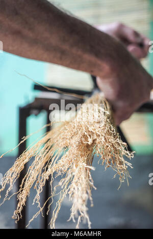 Ginestra rendendo la tradizione nel villaggio sassone di Altana, Sibiu, Romania Foto Stock