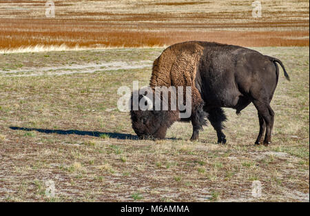 Bisonti americani che pascolano nella Antelope Island State Park, Utah, Stati Uniti d'America Foto Stock