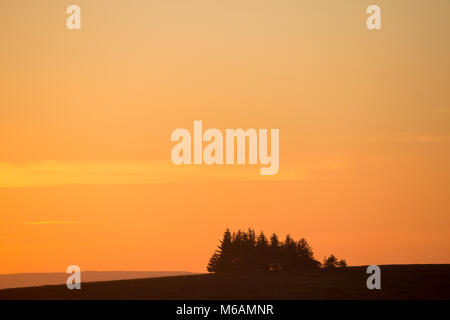 Piccolo ceduo di conifere visto in silhouette contro un drammatico, luminoso cielo arancione al tramonto - vicino a Hawes, North Yorkshire, Inghilterra, Regno Unito. Foto Stock