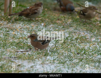 Concetto di immagine di inverno e basse temperature all'interno di un giardino inglese in inverno.uccelli venite al giardino di alimentazione supplementare da sementi di uccello posto su Foto Stock