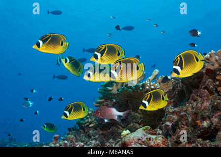 Sciame Raccoon butterflyfish (Chaetodon lunula), giallo, insieme con Sabre squirrelfish (Sargocentron spiniferum) Foto Stock