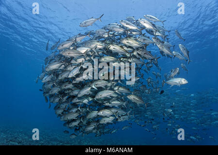 Sciame trevallies Obeso (Caranx sexfasciatus) nell'acqua blu, pacifico, Polinesia Francese Foto Stock