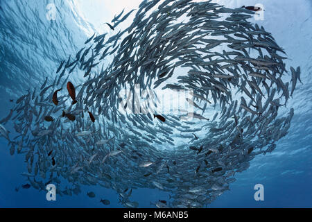 Sciame trevallies Obeso (Caranx sexfasciatus) nell'acqua blu, pacifico, Polinesia Francese Foto Stock