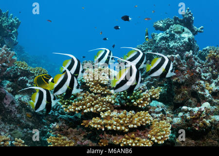 Sciame Pennant coralfishes (Heniochus acuminatus), nuota su Coral reef, Oceano Pacifico, Polinesia Francese Foto Stock
