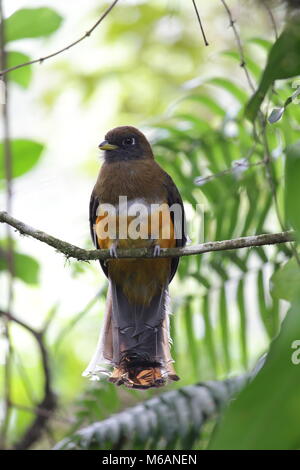 Femmina arancione-panciuto Trogon Foto Stock