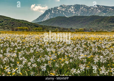 Fioritura di Narcisi nell'Altopiano delle Rocche. Abruzzo Foto Stock