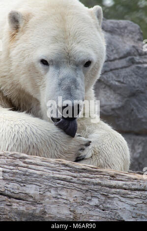 Orso polare / orso bianco Foto Stock