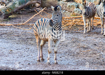 La Zebra bambino tutto da solo Foto Stock