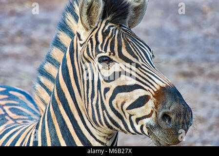 Testa di una zebra Foto Stock