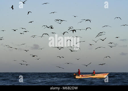 Magnifica Frigatebird - Fregata magnificens Foto Stock