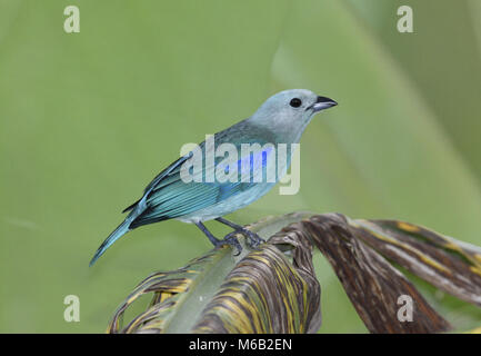 Colore grigio-blu Tanager - Thraupis episcopus Foto Stock