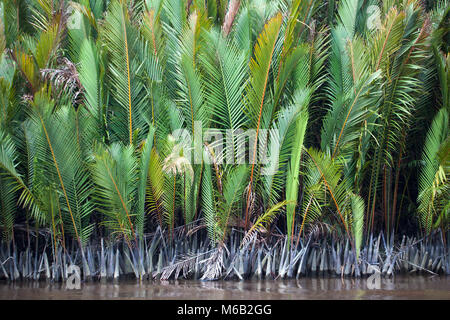 Palme nipa (palme di mangrovie) che crescono lungo il fiume Sekonyer nel Kalimantan centrale. NYPA fruticans Foto Stock