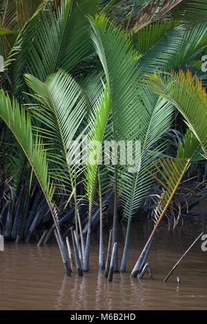 Palme Nipa (Nypa frutticans) che crescono lungo il fiume Sekonyer nel Kalimantan centrale sul Borneo Foto Stock