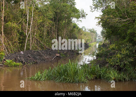 Canale artificiale che conduce al largo del fiume Sekonyer nel Kalimantan centrale, Borneo Foto Stock