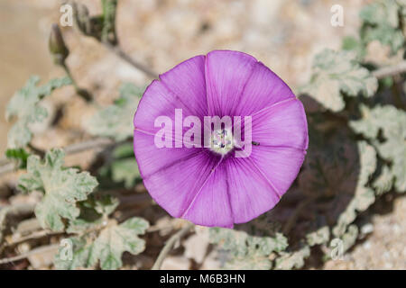 Viola palmate centinodia, una gloria di mattina, crescendo in un wadi nel deserto del Negev Foto Stock