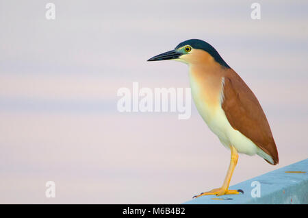 Adulto Nankeen nitticora (Nycticorax caledonicus) Foto Stock