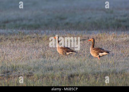 Due naturali oche grigie (Anser anser) passeggiate nel prato congelati nella luce del mattino Foto Stock