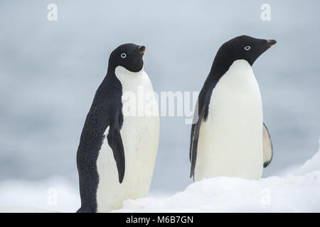 Adelie Pinguini (Pygoscelis adeliae) in Antartide Foto Stock