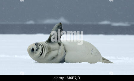 Guarnizione Crabeater (Lobodon carcinophagus) in Antartide Foto Stock