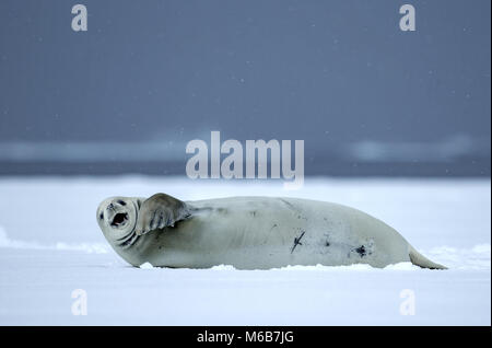 Guarnizione Crabeater (Lobodon carcinophagus) sul ghiaccio Foto Stock