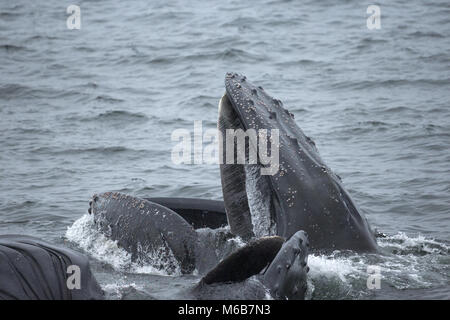 Humpback Whale (Megaptera novaeangliae) Alimentazione in Antartide Foto Stock