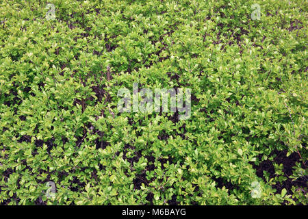 Migliaia di piccole foglie verdi su una boccola elastica. Sunny aprile giornata sullo sfondo della natura Foto Stock