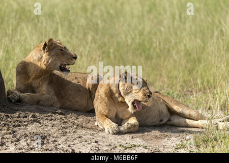 Immaturo Lion & Leonessa post-prandiale con collari di tracking, Queen Elizabeth National Park, Uganda, Africa Foto Stock