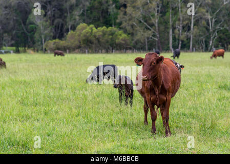 Il Black Angus e Santa Gertrudis bovini da carne in una fattoria nel nord del NSW, Australia Foto Stock