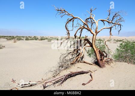 Deserto Mojave in California, Stati Uniti. Parco Nazionale della Valle della Morte (Contea di Inyo) - deserto sabbioso con albero morto. Foto Stock