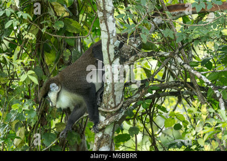 Red-tailed monkey, aka black-cheeked bianco-scimmia dal naso rosso-tailed guenon, redtail scimmia, o Schmidt's (guenon Cercopithecus ascanius) Queen Elizabe Foto Stock