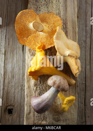 Freschi raccolti chanterelle selvatici o girolle (Cantharellus cibarius), farina di semola rimacinata (hydnum repandum) o funghi hedgehog, Pied Bleu, Foto Stock